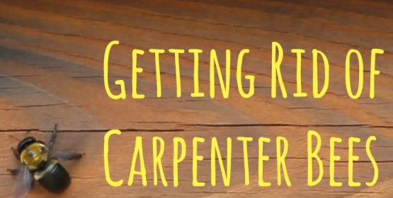 How To Get Rid Of Carpenter Bees Learn How To