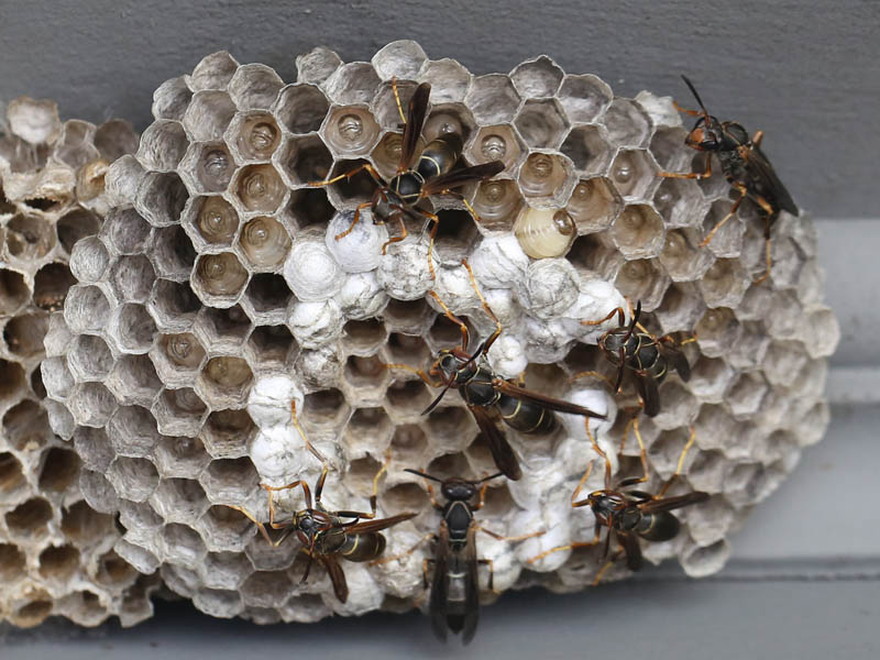 How to Get Rid of a Wasp Nest - Learn how to